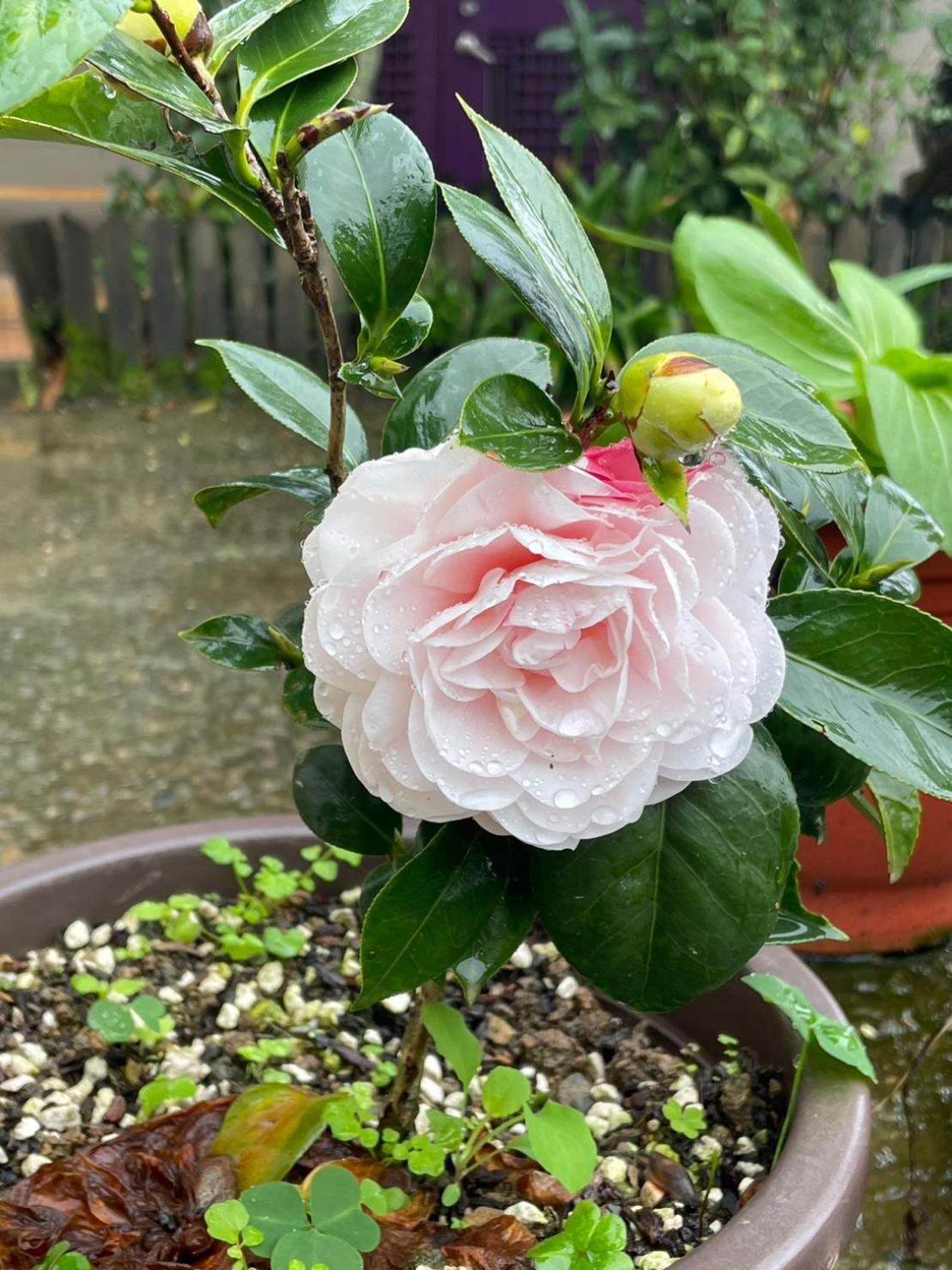 Ferienwohnung Nantou Fruit House Renai Exterior foto