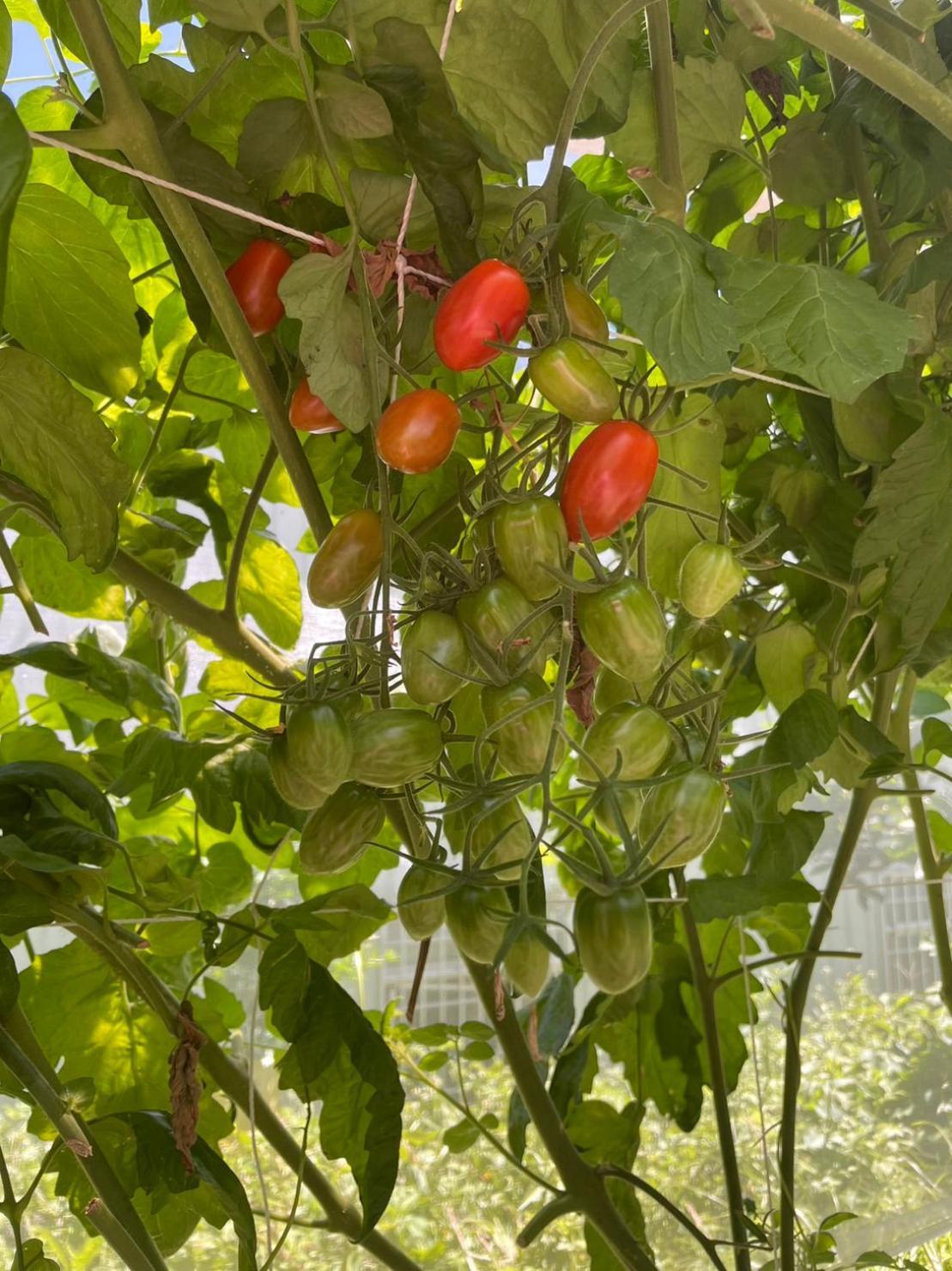 Ferienwohnung Nantou Fruit House Renai Exterior foto